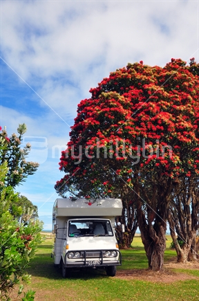 Flowering Pohutukawa Tree in Westport Domain, with Campervan.