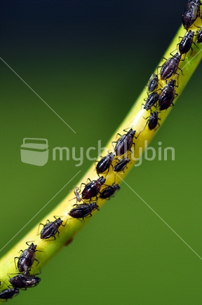 Black Aphids crawling on plant stem