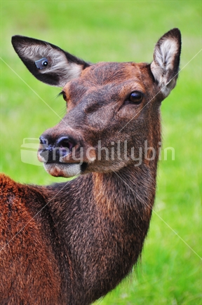 Closeup of female deer.