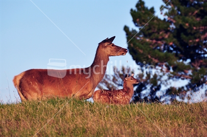 Female and fawn deer on hilltop at dusk.