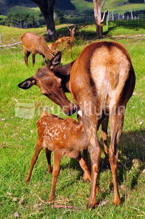 Deer - mother with suckling fawn