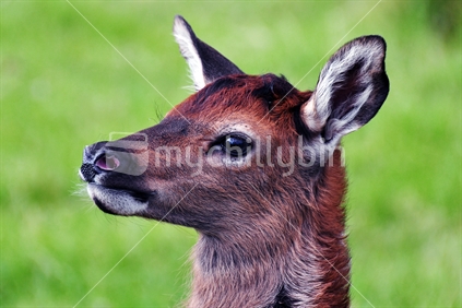 deer - young fawn