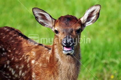deer - young fawn