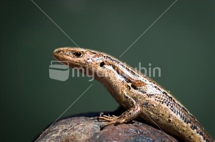 Skink on a rock, in New Zealand.