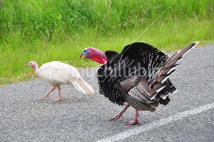 Turkeys crossing the road.