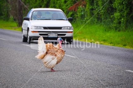 Turkey crossing a rural New Zealand road with vehicle approaching.