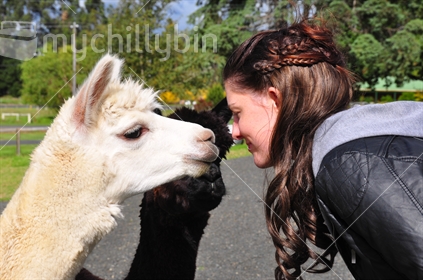 Young woman with Alpacas