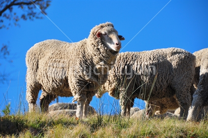 Merino sheep on hillside