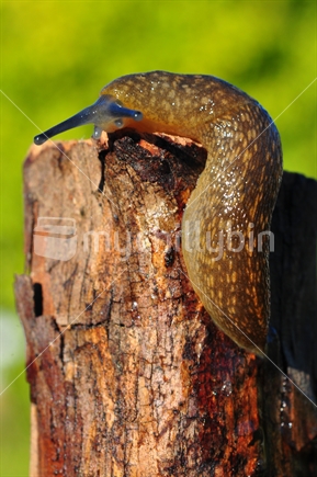 Slug on wood