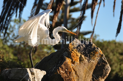 Wild Kotuku or White Heron flapping wings