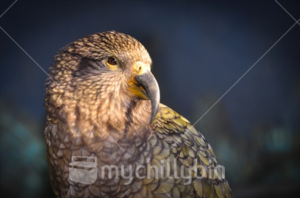Kea, or Nesta notabilis. The Kea is an alpine parrot and is found in the New Zealand alpine and mountain areas
