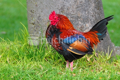 Colourful young rooster standing beside a tree in a NZ paddock. 