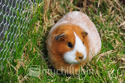 Pet guinea pig