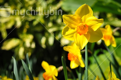 Daffodil flowers in garden