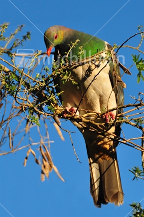 Kereru - Native wood pigeon sitting in tree top.