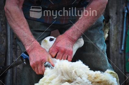 An adult sheep being shorn in a mobile shearing shed, New Zealand