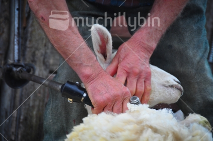 Adult sheep being shorn in a mobile shearing shed; New Zealand