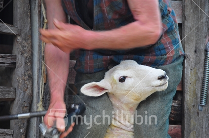 Shearer shearing adult sheep