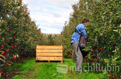 Apple picker picking apples on orchard