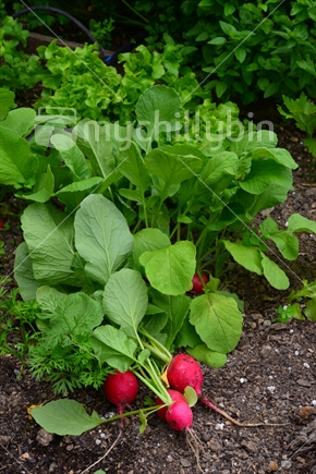 Freshly picked radish's in vegetable garden