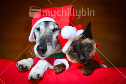 Cat and dog dressed in santa outfits