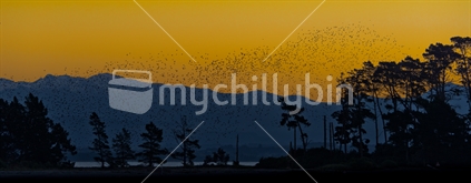Murmuration of starlings over Haulashore Island in Nelson