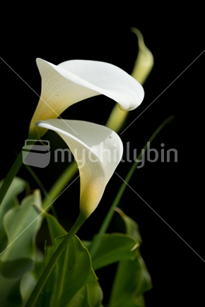 Arum lilys with natural black background