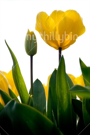 Yellow spring tulips in garden