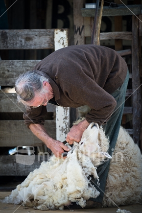 An adult sheep being shorn in a mobile shearing shed, New Zealand 
