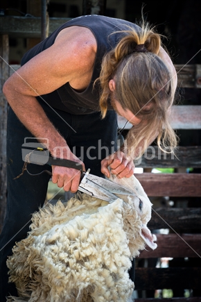 Old fashioned hand sheep shearing in New Zealand - shears and sheep face focus point
