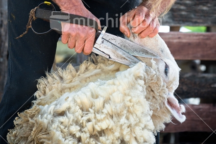 Closeup of sheep being hand shorn by a New Zealand shearer