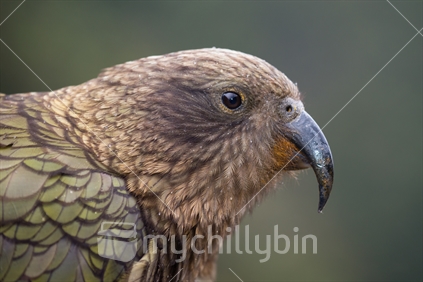 close up of kea with water droplets and wet beak (raised ISO)