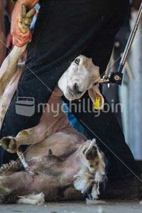 An adult sheep being shorn at an A & P show competition, New Zealand 