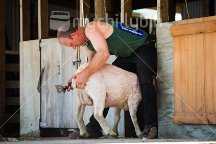 Shearer shearing adult sheep in the south island of New Zealand