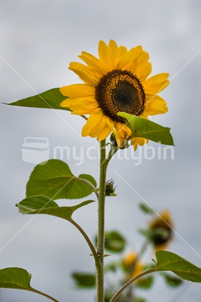 Sunflower in community garden in Motueka