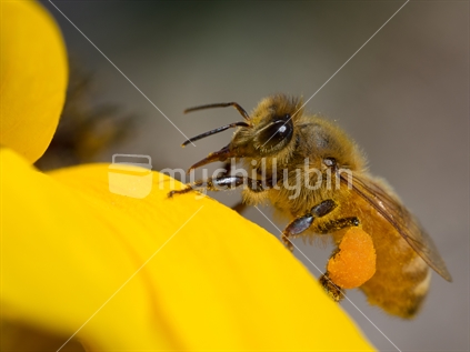 bee on sunflower petal