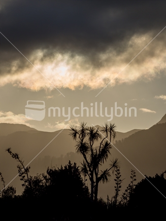 Cabbage tree silhouetted against moody golden bay sunset