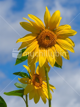 sunflowers in bloom in community garden