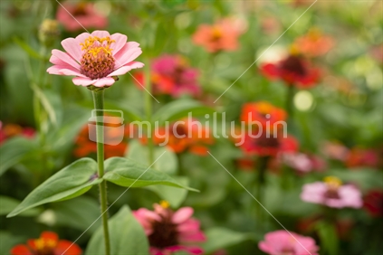 Zinnia Flower in Garden