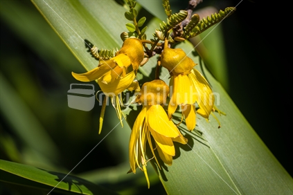 Kowhai Flowers with native flax background