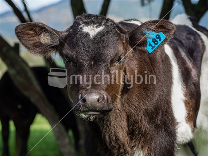 Young Vulnerable Calf