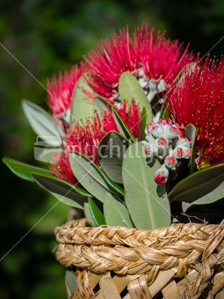 Pohutukawa flowers in woven basket