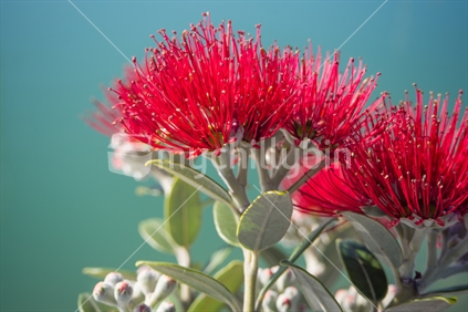 Pohutukawa Flowers on the waters edge at Port Nelson 