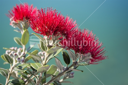 Pohutukawa Flowers on the waters edge at Port Nelson 