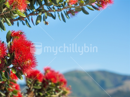 Pohutukawa flowers with mountains background
