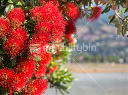 Pohutukawa flowers with water and township background