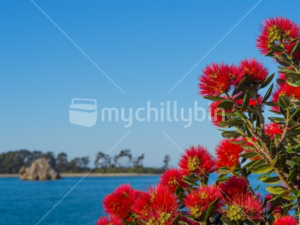 Pohutukawa flowers with fifeshire/arrow  rock and haulashore island blurred in background