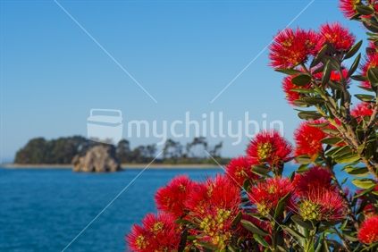 Pohutukawa flowers with fifeshire/arrow  rock and haulashore island blurred in background