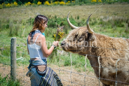Beautiful young woman feeding Scottish Highland cow at Farm Park in Tasman District
