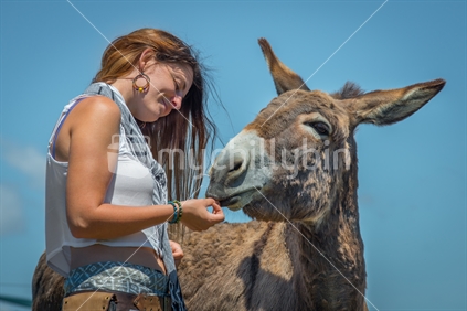 Young woman feeding Donkey at Farm Park in Tasman district